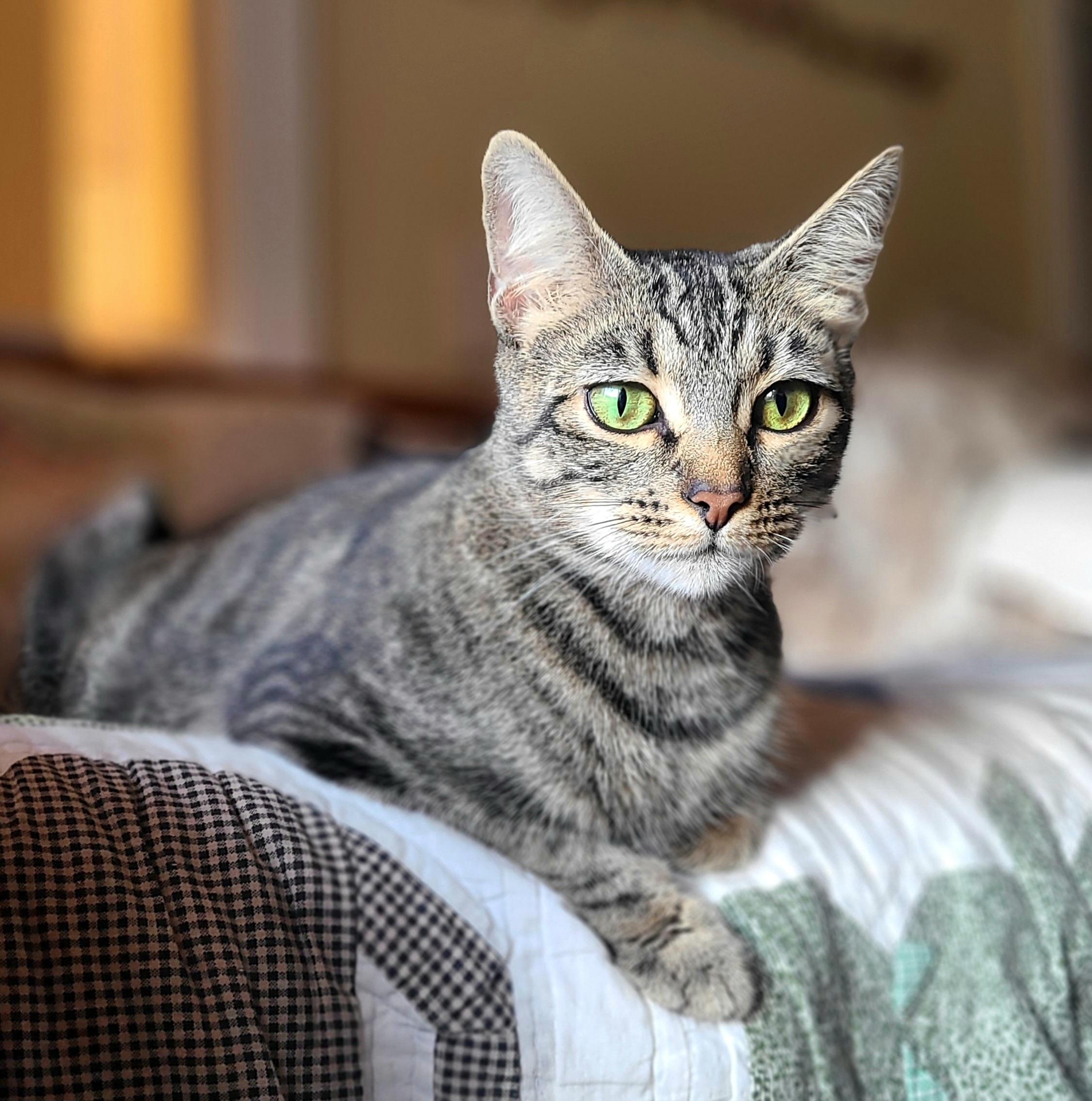 Greta, an adopted Domestic Short Hair in Kirkland, WA image 2/3