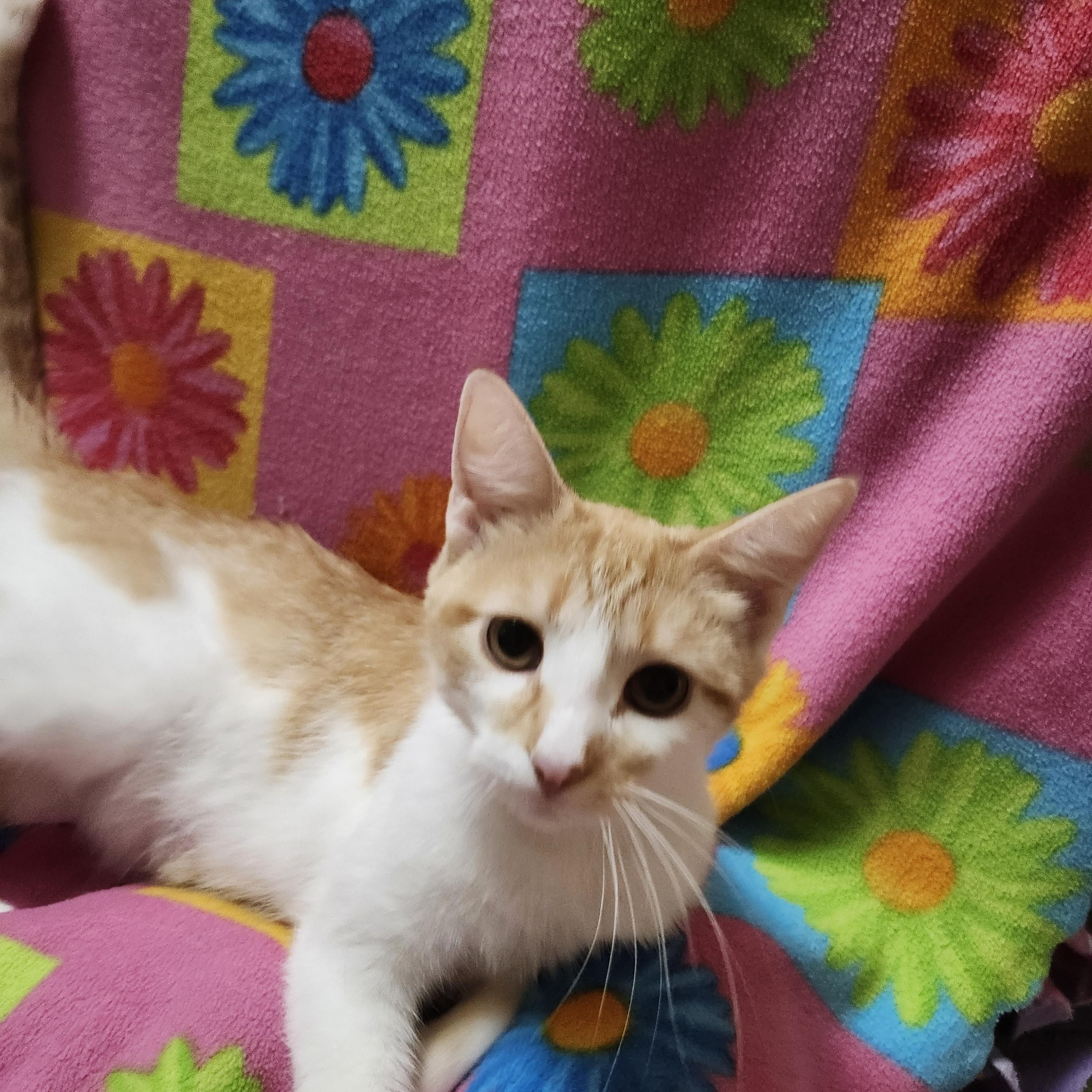 Honeybiscuit