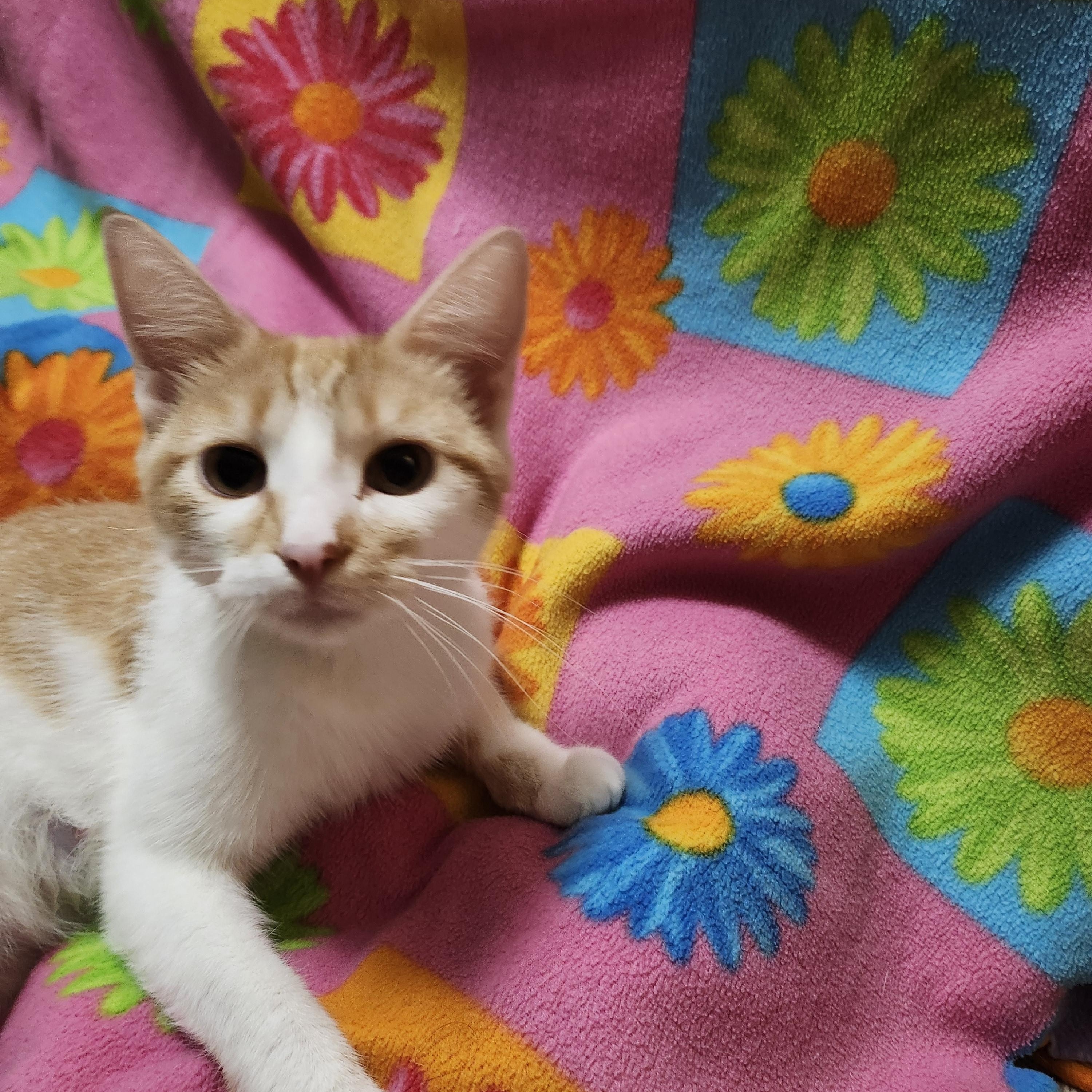 Honeybiscuit