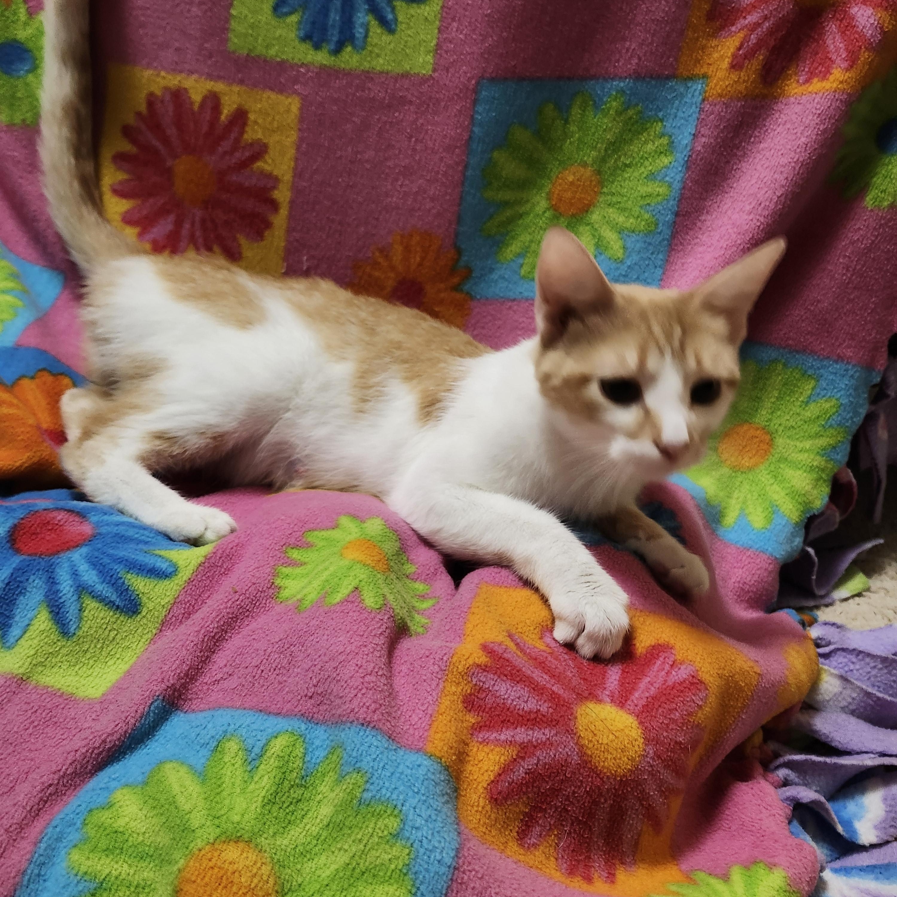 Honeybiscuit