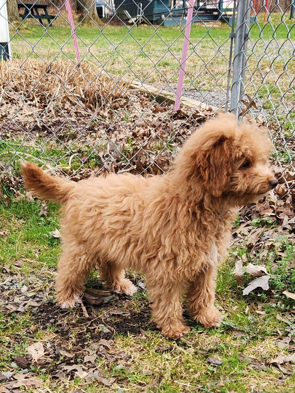 Enlarge Mickey, a ADOPTABLE mixed breed in Trumansburg, NY image 3/3
