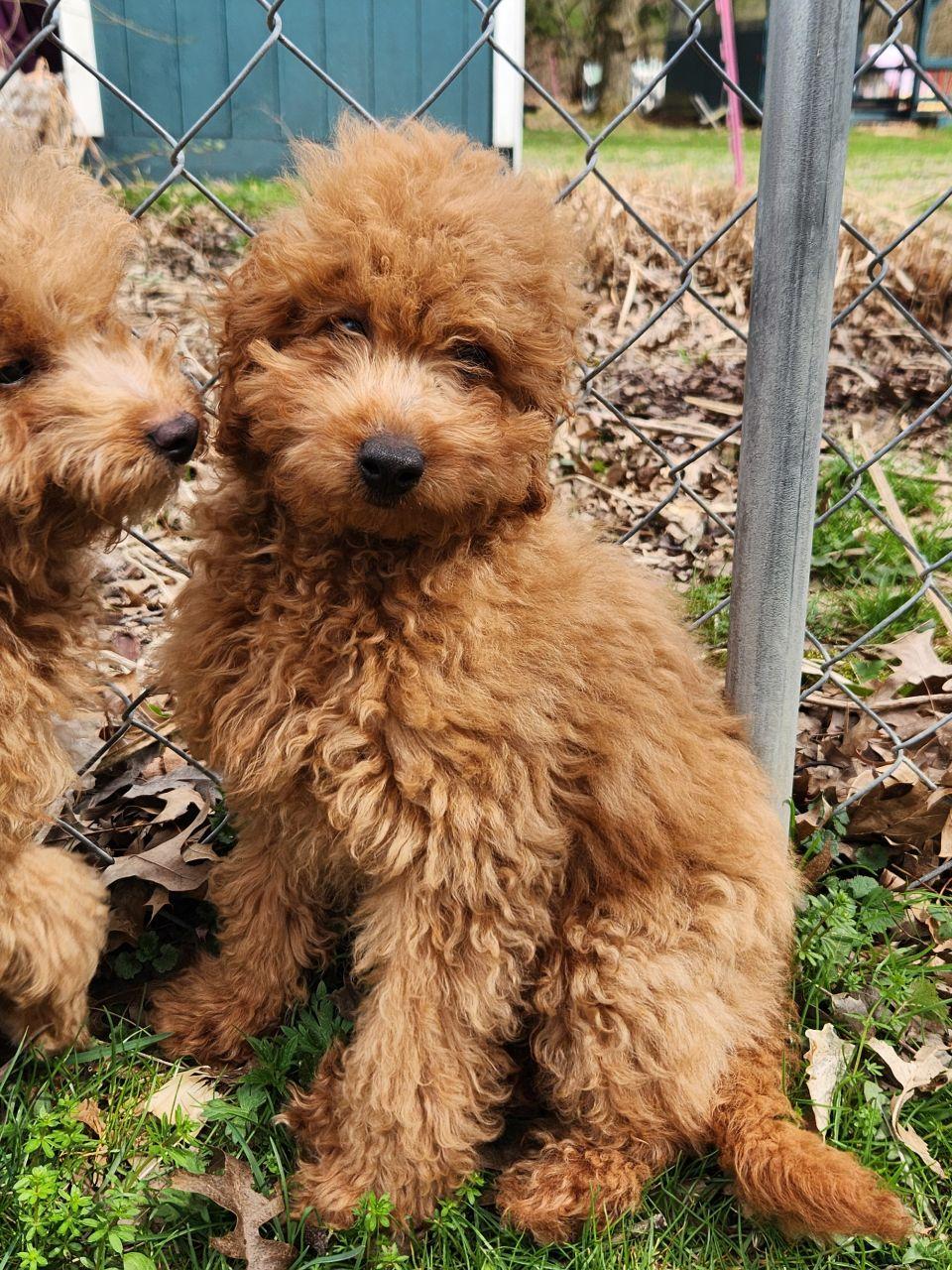 Mikey, ADOPTABLE, Puppy Male Miniature Poodle.