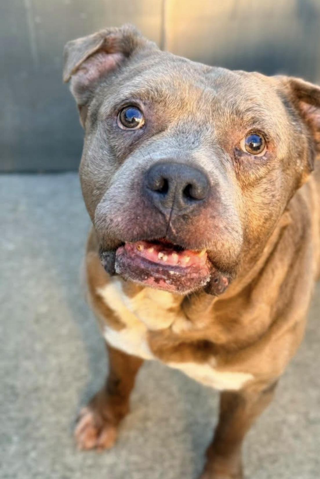 Enlarge Ludwig, a ADOPTABLE Pit Bull Terrier in Chicago, IL image 3/5