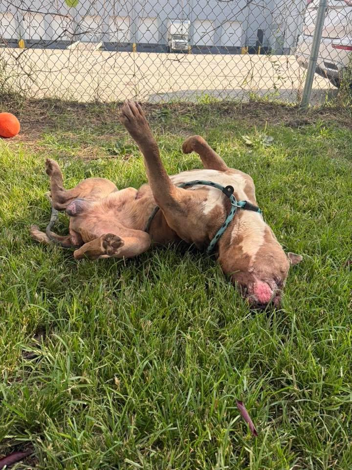Enlarge Ludwig, a ADOPTABLE Pit Bull Terrier in Chicago, IL image 4/5