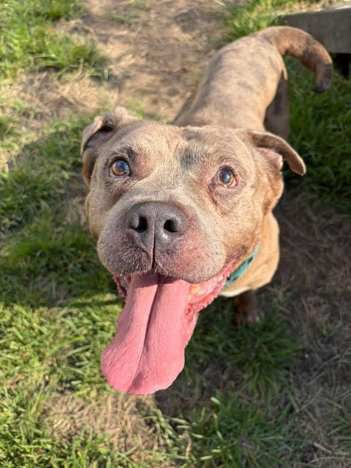 Ludwig, ADOPTABLE, Adult Male Pit Bull Terrier.