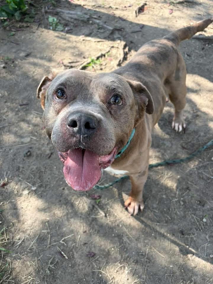 Enlarge Ludwig, a ADOPTABLE Pit Bull Terrier in Chicago, IL image 2/5