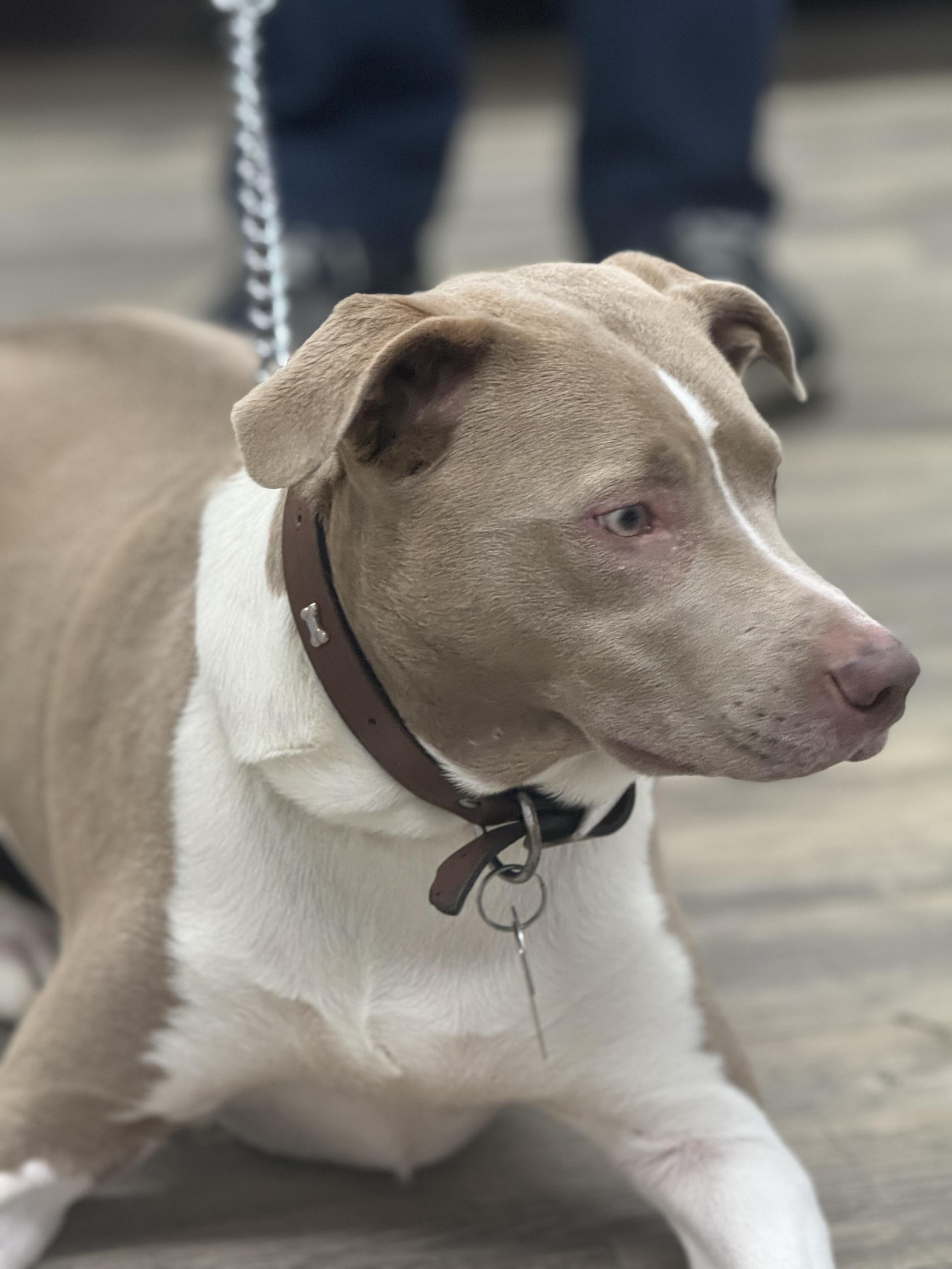 Charlie — thumbnail 2