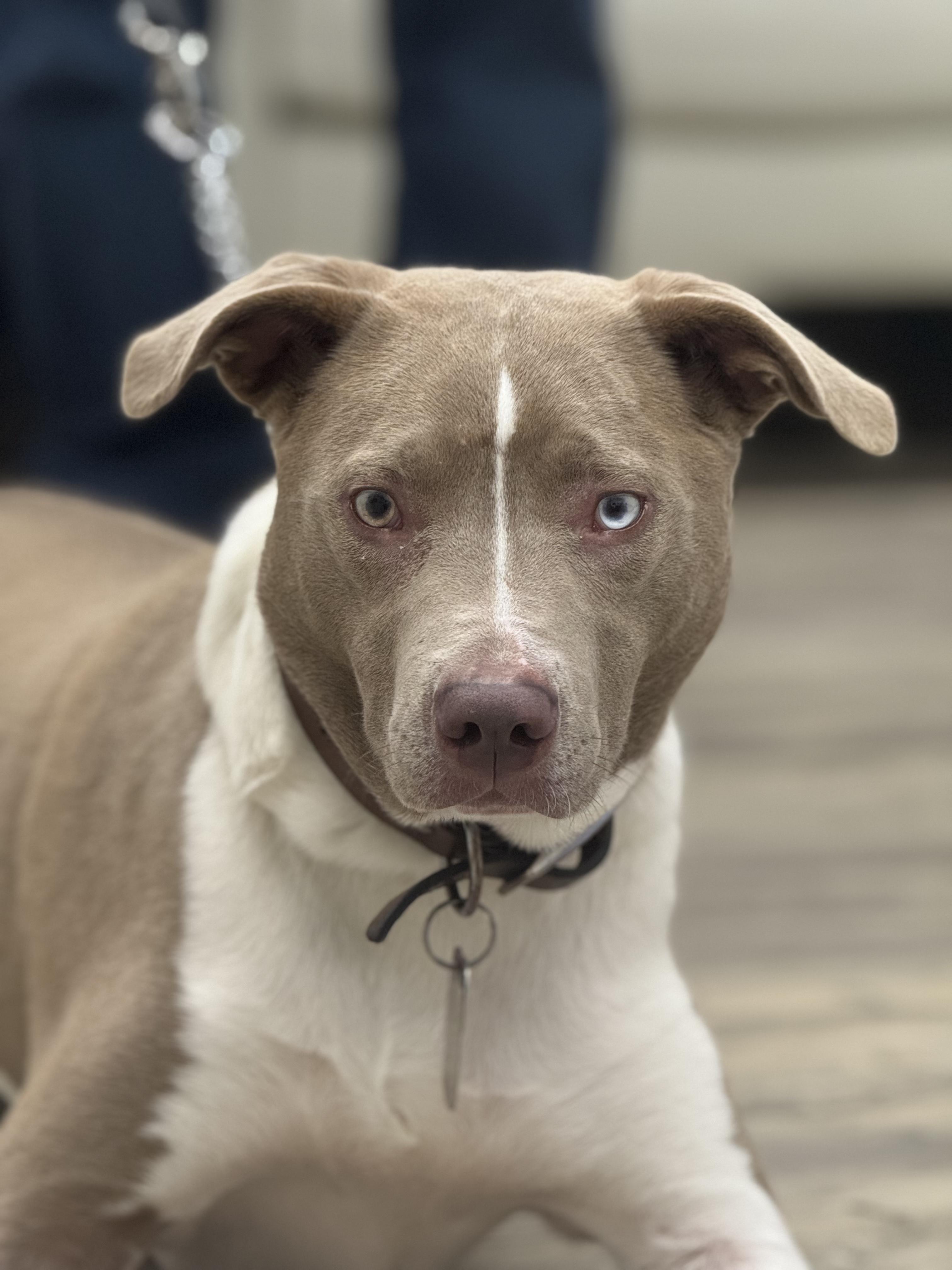 Charlie — thumbnail 3