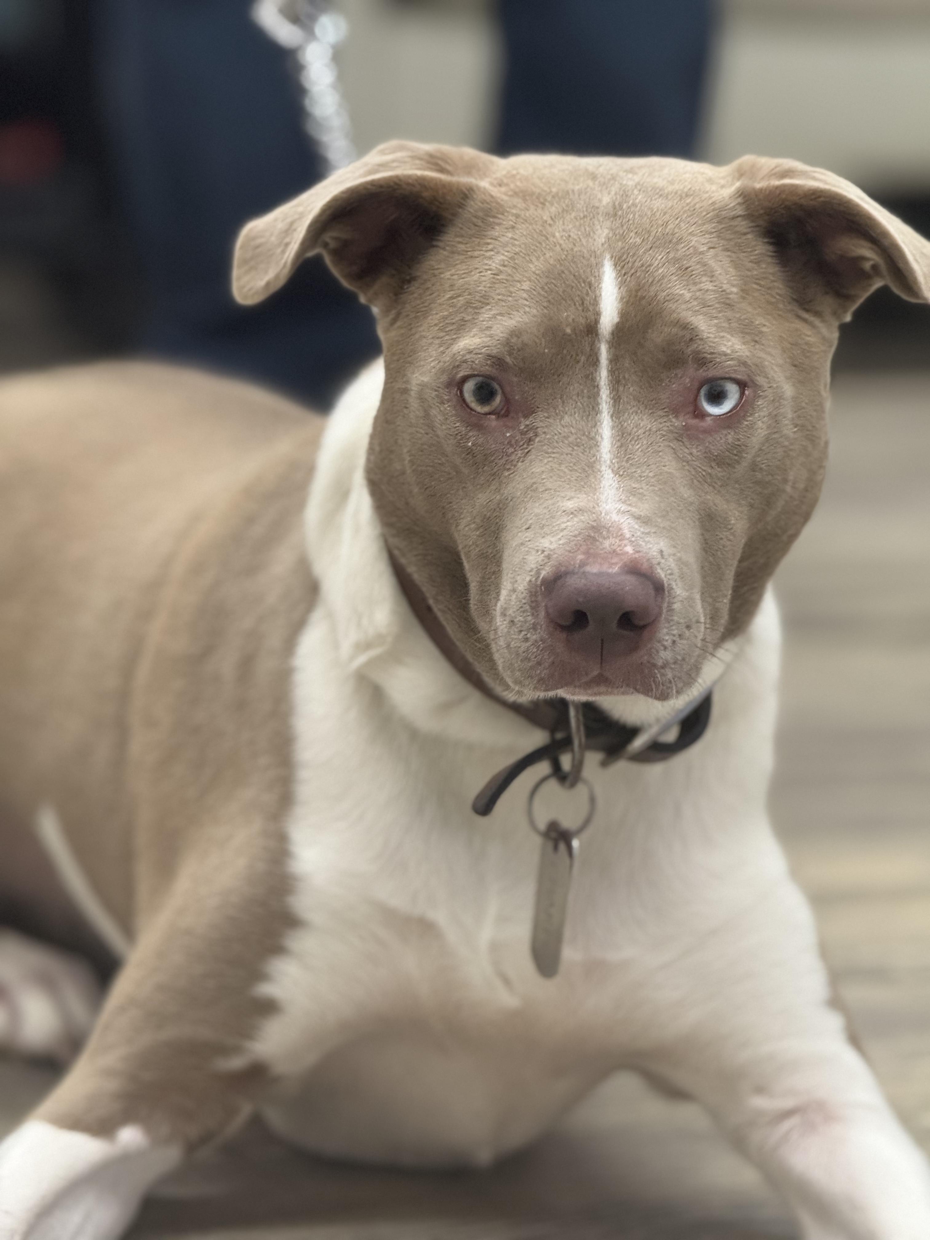 Charlie — thumbnail 4