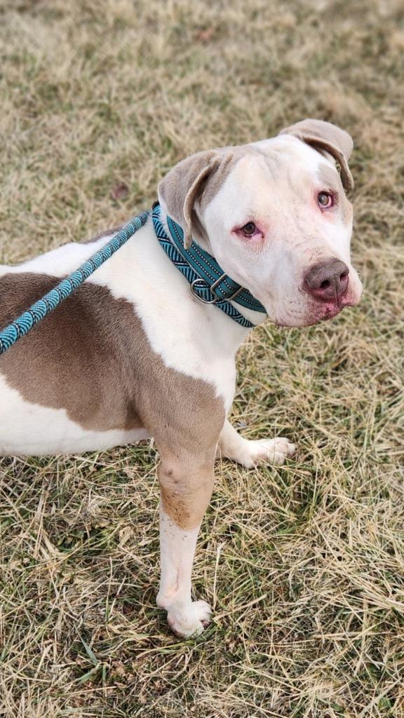 Dino, Adoptable, Adult Male Pit Bull Terrier.