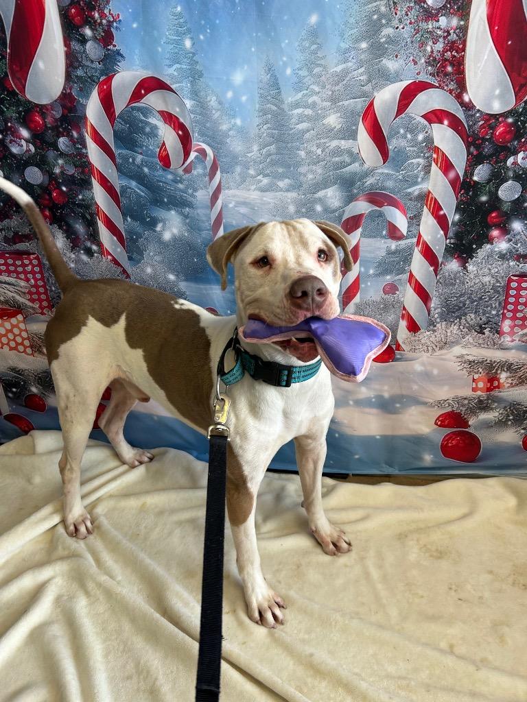 Dino, Adoptable, Adult Male Pit Bull Terrier.