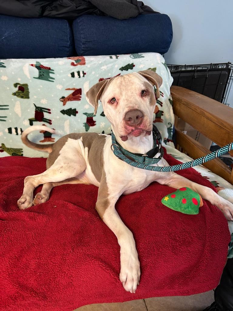 Dino, a Adoptable Pit Bull Terrier in Marion, OH image 1/6