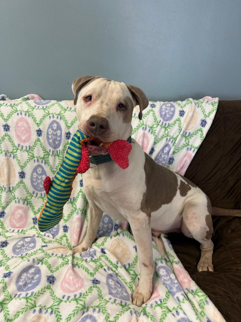 Dino, a Adoptable Pit Bull Terrier in Marion, OH image 2/6