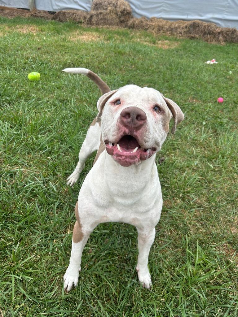 Dino, a Adoptable Pit Bull Terrier in Marion, OH image 4/6