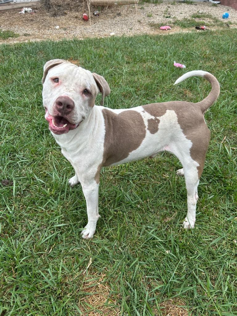 Enlarge Dino, a Adoptable Pit Bull Terrier in Marion, OH image 5/5