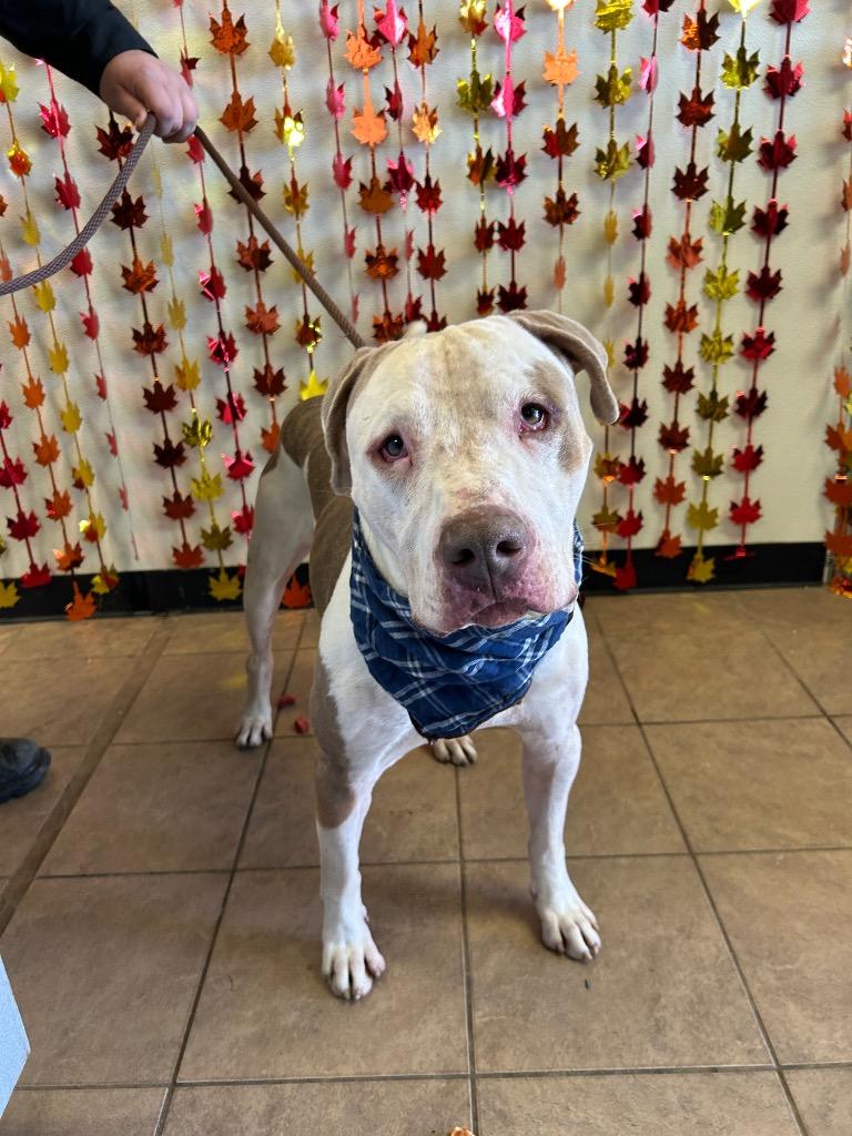 Enlarge Dino, a Adoptable Pit Bull Terrier in Marion, OH image 4/6