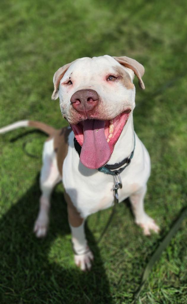 Enlarge Dino, a Adoptable Pit Bull Terrier in Marion, OH image 6/6