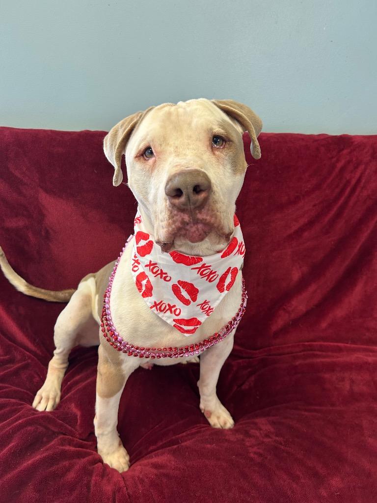 Enlarge Dino, a Adoptable Pit Bull Terrier in Marion, OH image 6/6