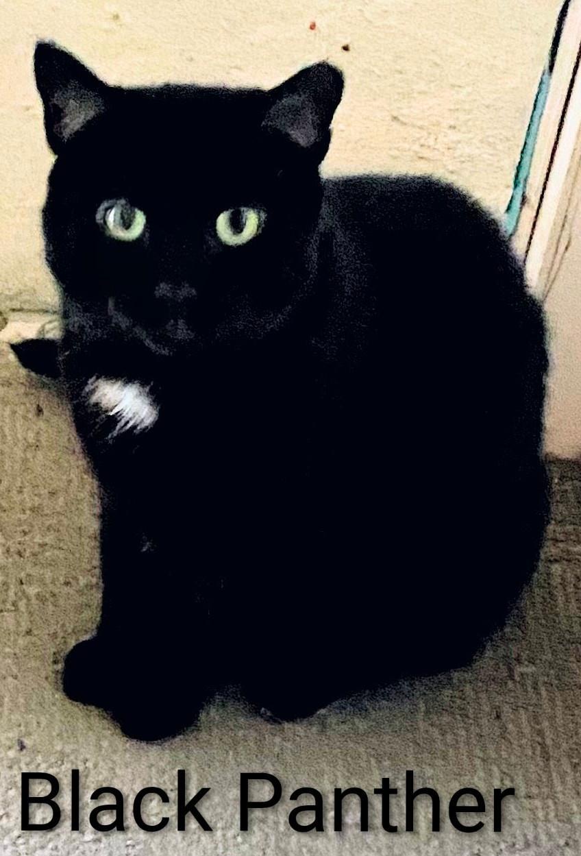 Enlarge Black Panther, a Adoptable Domestic Short Hair in Binghamton, NY image 1/2