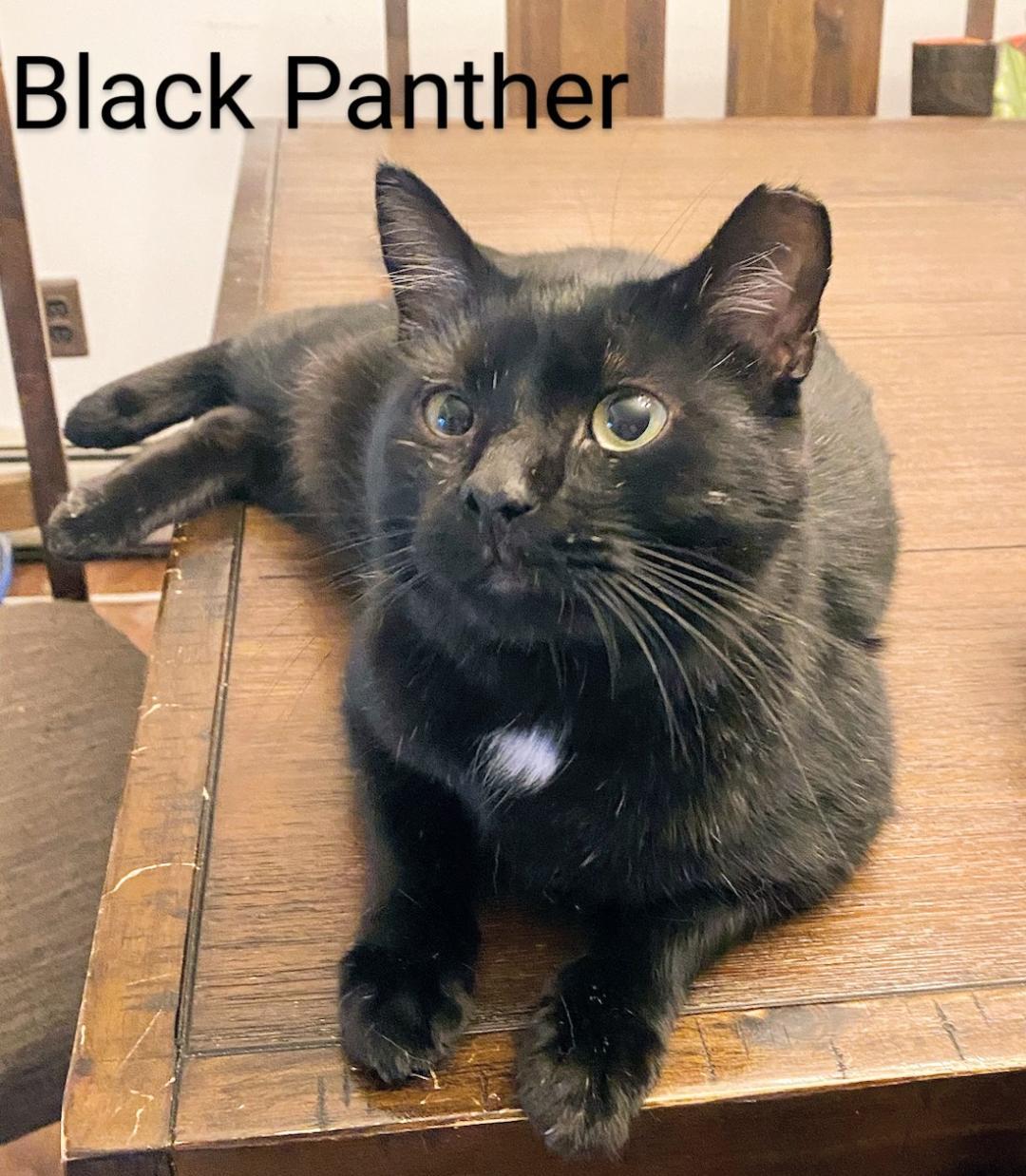 Black Panther, Adoptable, Adult Male Domestic Short Hair.