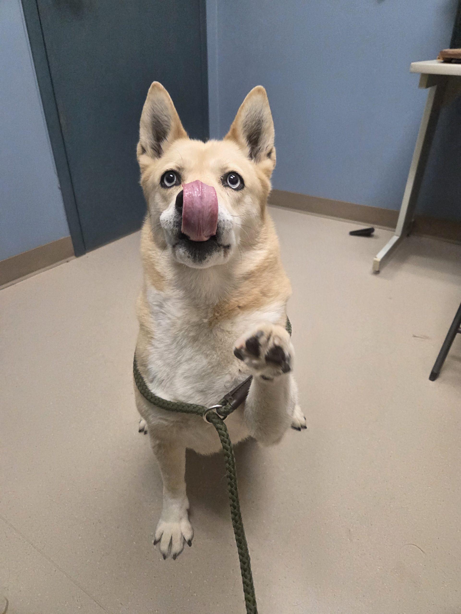 Enlarge Sierra, a Adoptable mixed breed in Grand Junction, CO image 1/4