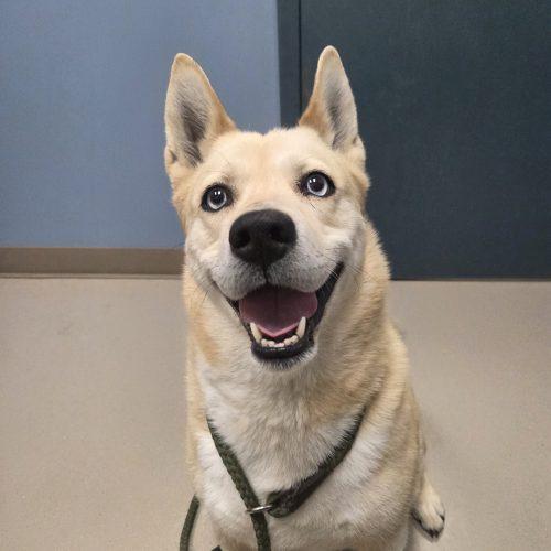 Enlarge Sierra, a Adoptable mixed breed in Grand Junction, CO image 2/4