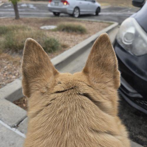 Enlarge Sierra, a Adoptable mixed breed in Grand Junction, CO image 3/4