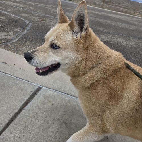 Enlarge Sierra, a Adoptable mixed breed in Grand Junction, CO image 4/4