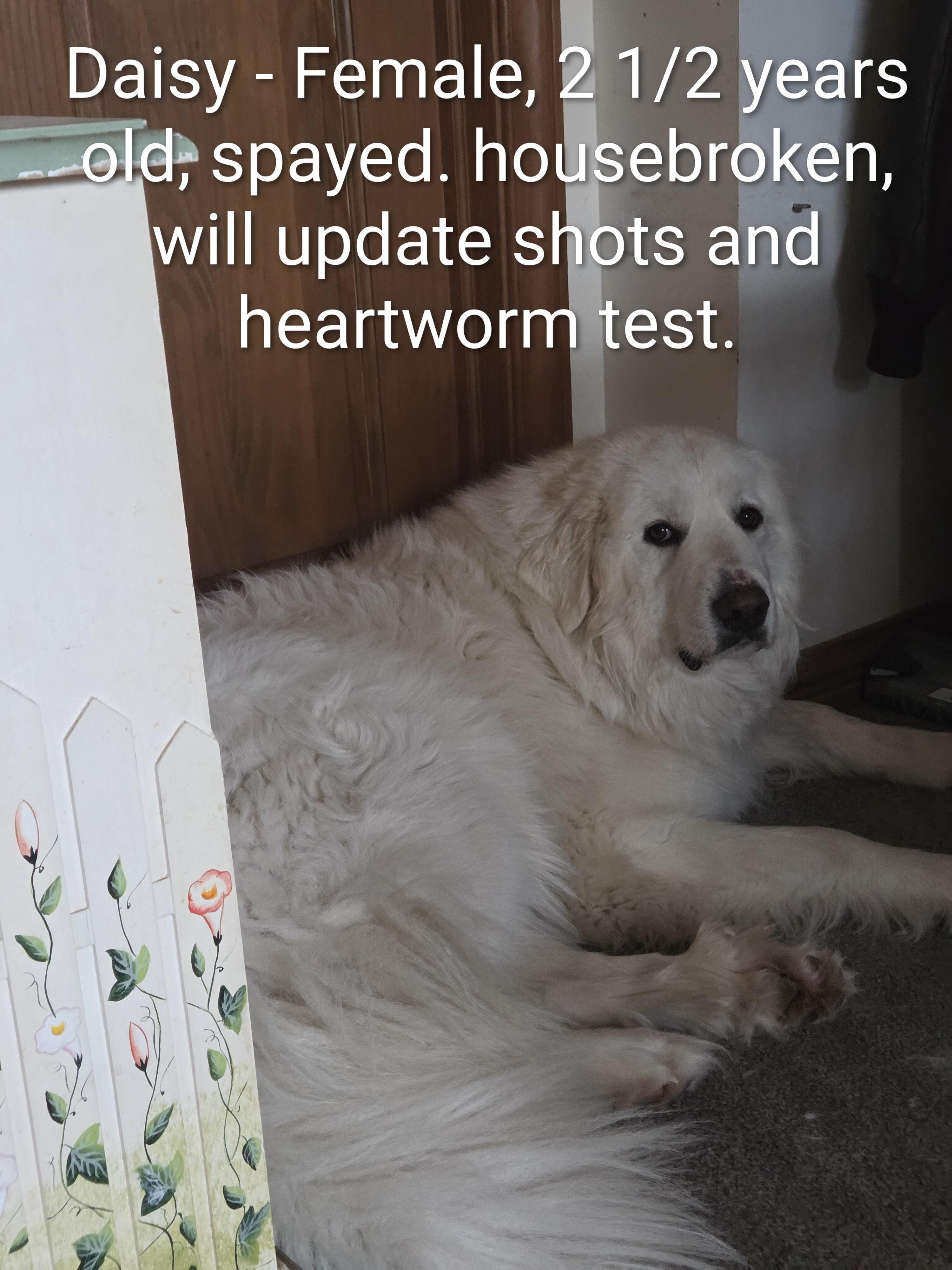 Daisy Courtesy Listing, ADOPTABLE, Adult Female Great Pyrenees.