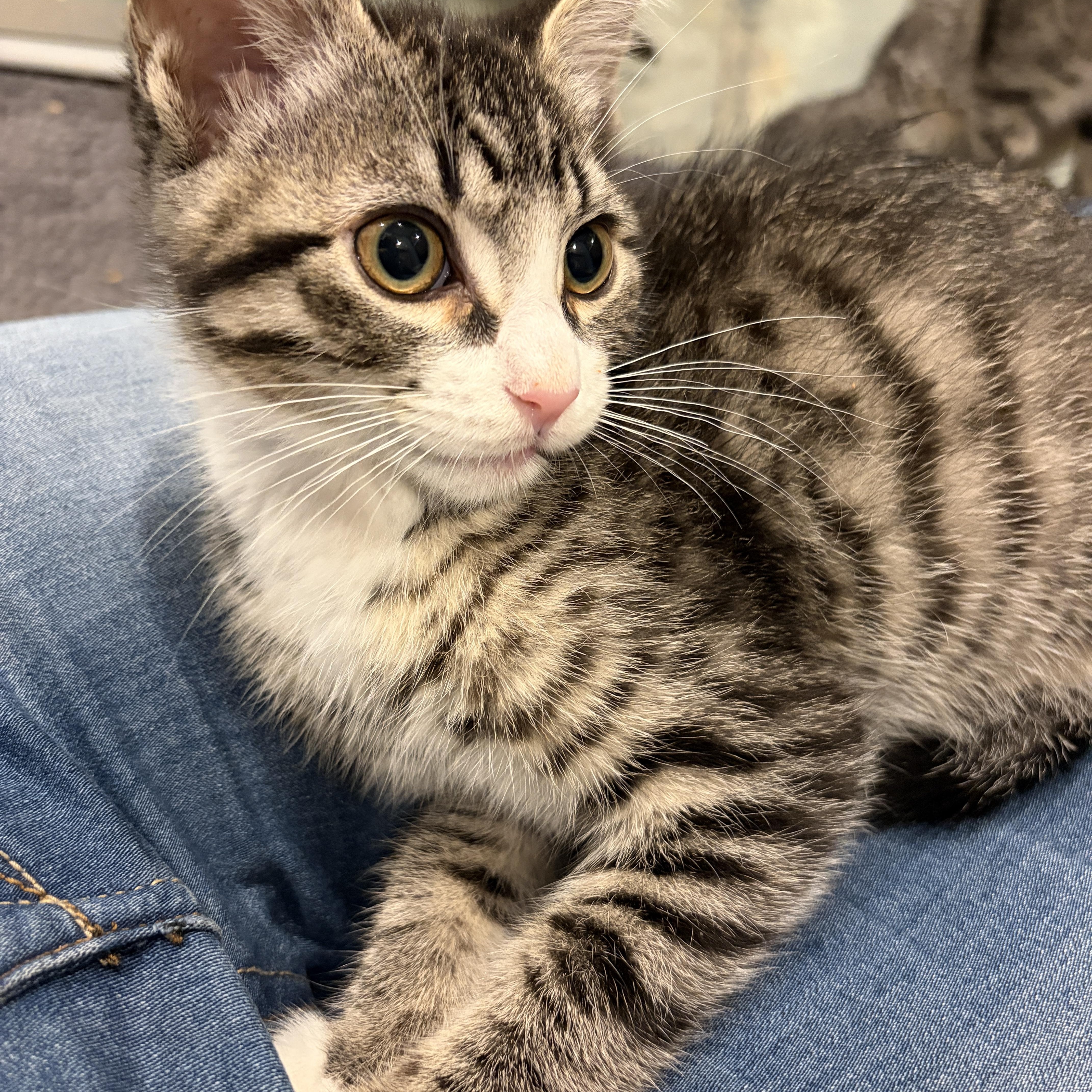 Knox, an adopted Tabby in Woodinville, WA image 2/3