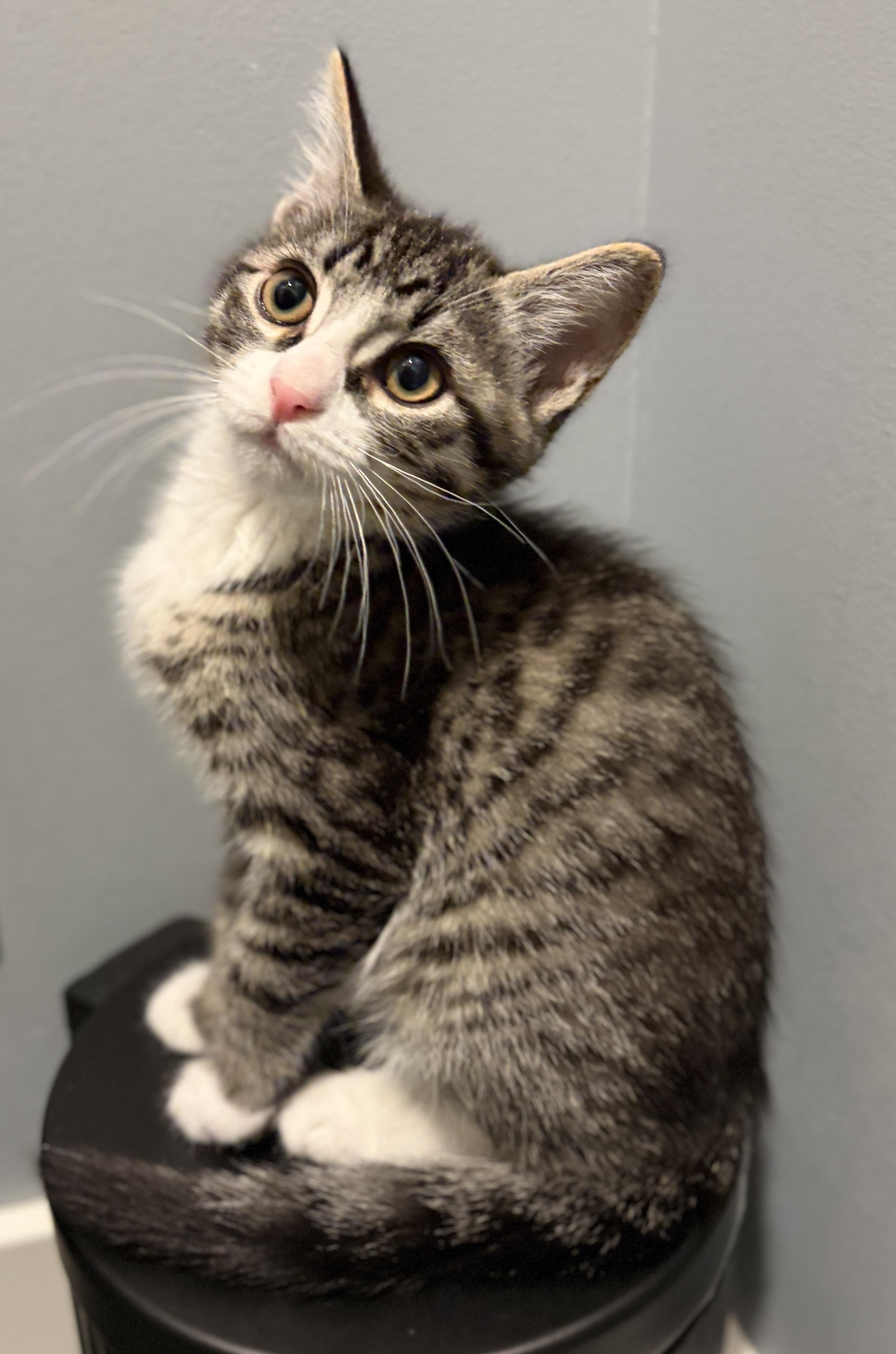 Knox, an adopted Tabby in Woodinville, WA image 1/3