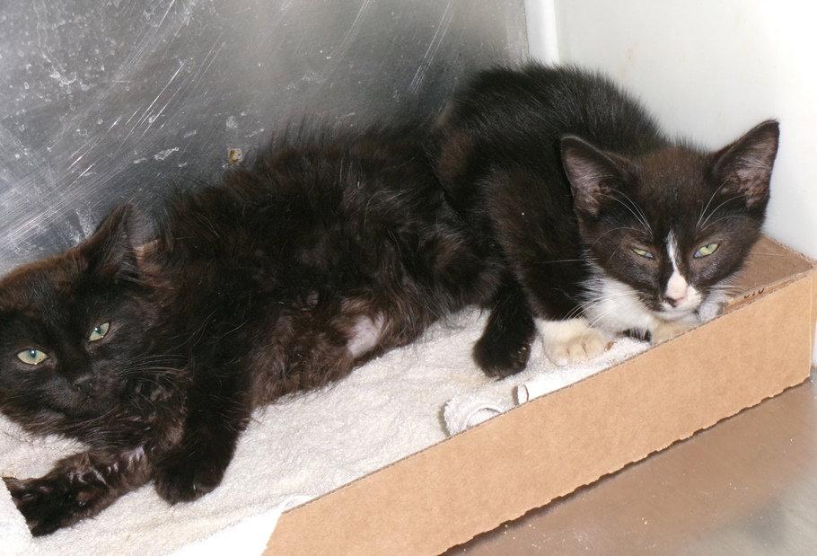 Ninja, Adoptable, Kitten Male Domestic Short Hair.