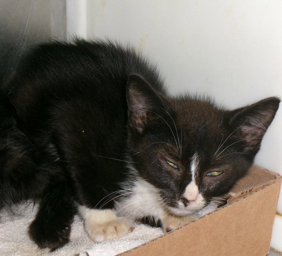 Enlarge Ninja, a Adoptable Domestic Short Hair in Carrollton, GA image 2/2