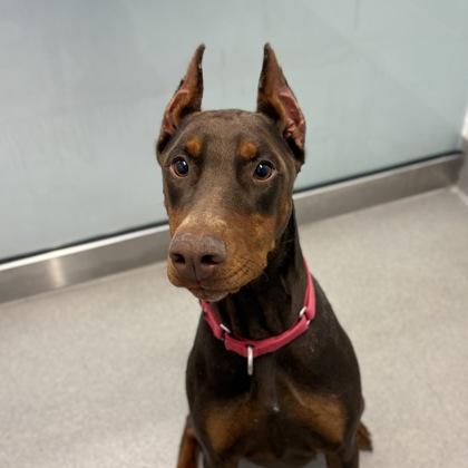Natiri, ADOPTABLE, Adult Female Doberman Pinscher.