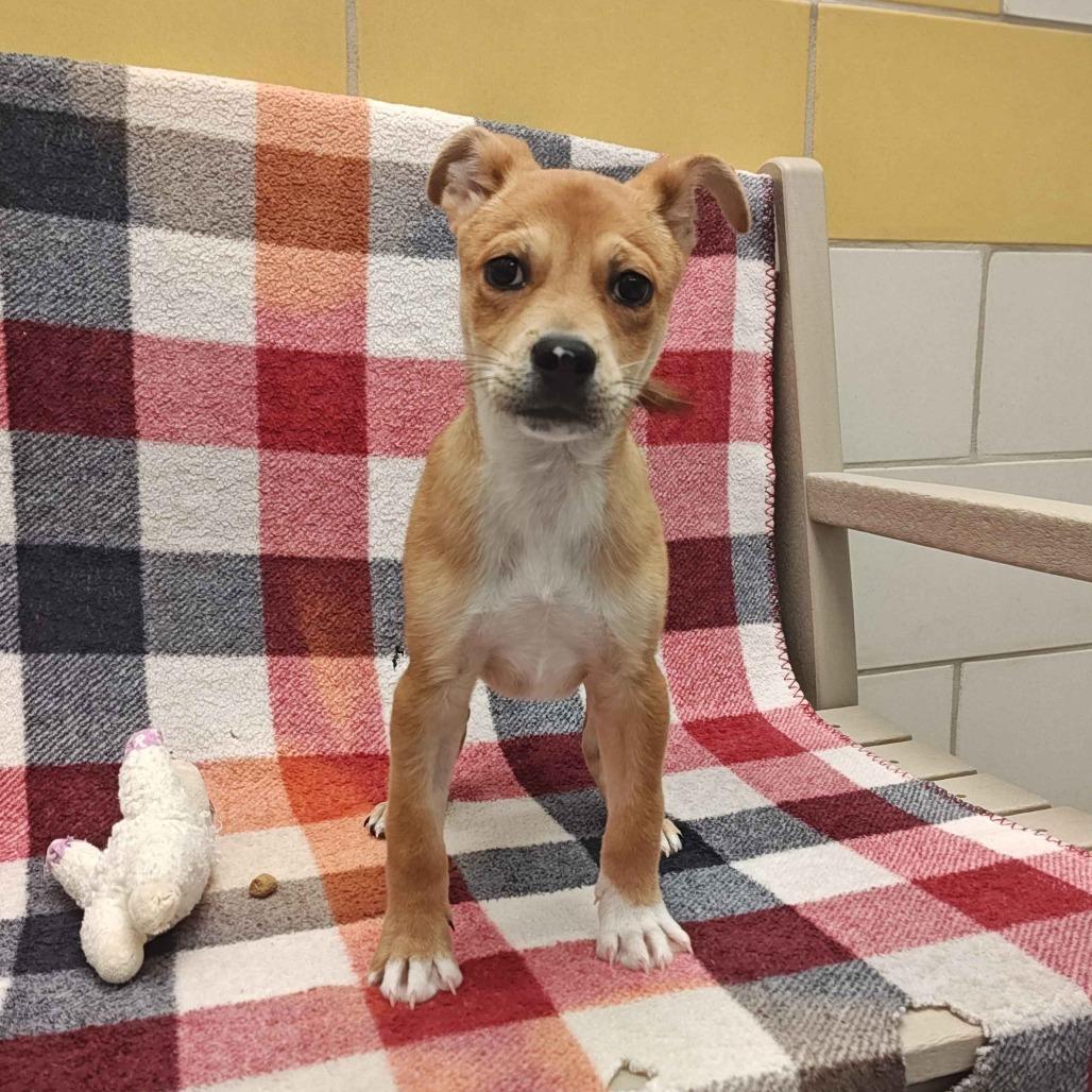 Enlarge Ludwig, a Adoptable mixed breed in Beaumont, TX image 1/2