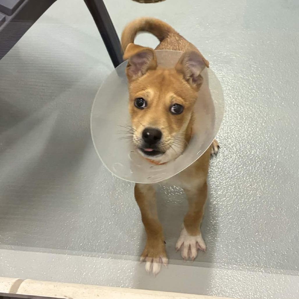 Enlarge Ludwig, a Adoptable mixed breed in Beaumont, TX image 2/2