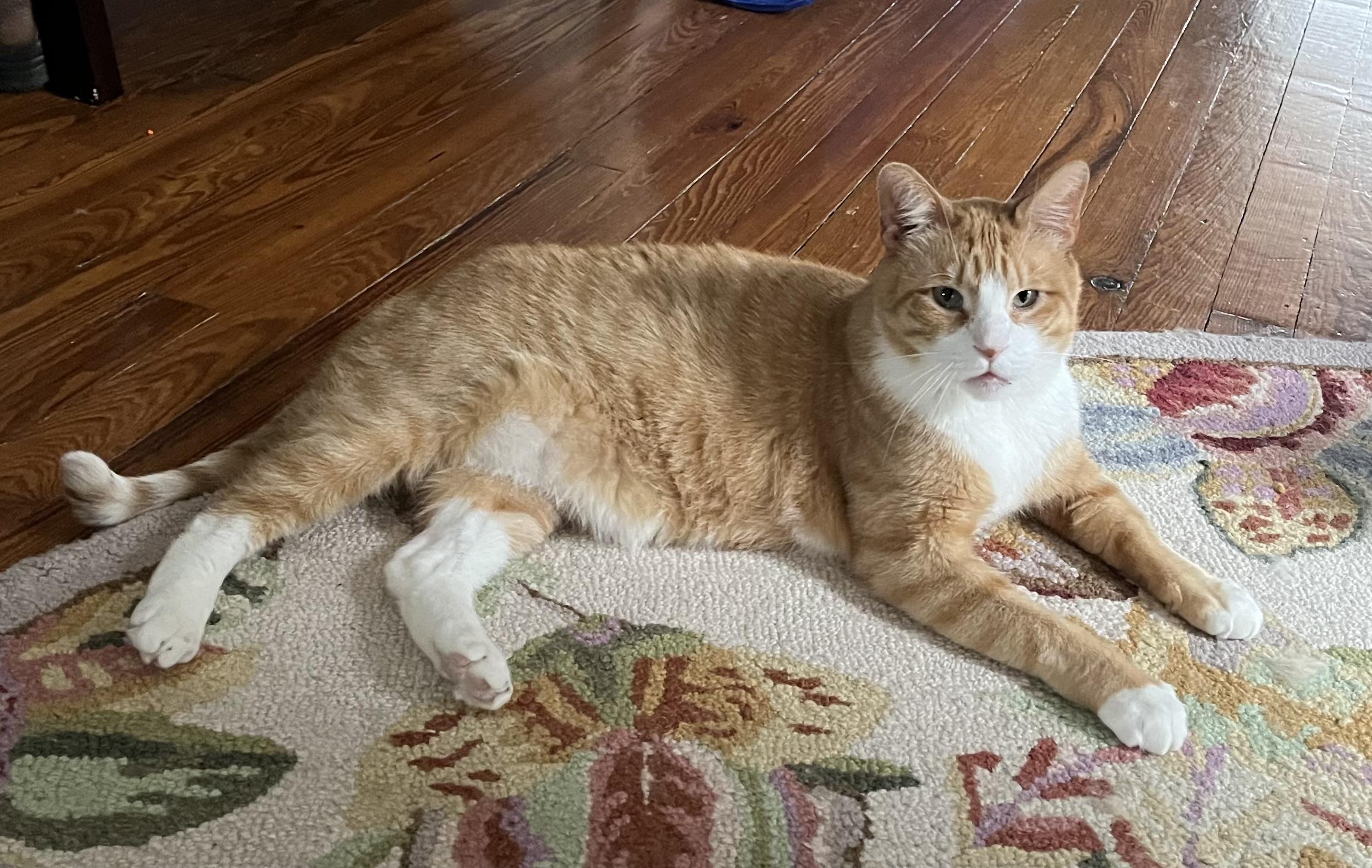 Chester and Rory, a Adoptable Domestic Short Hair in Buffalo, NY image 3/6