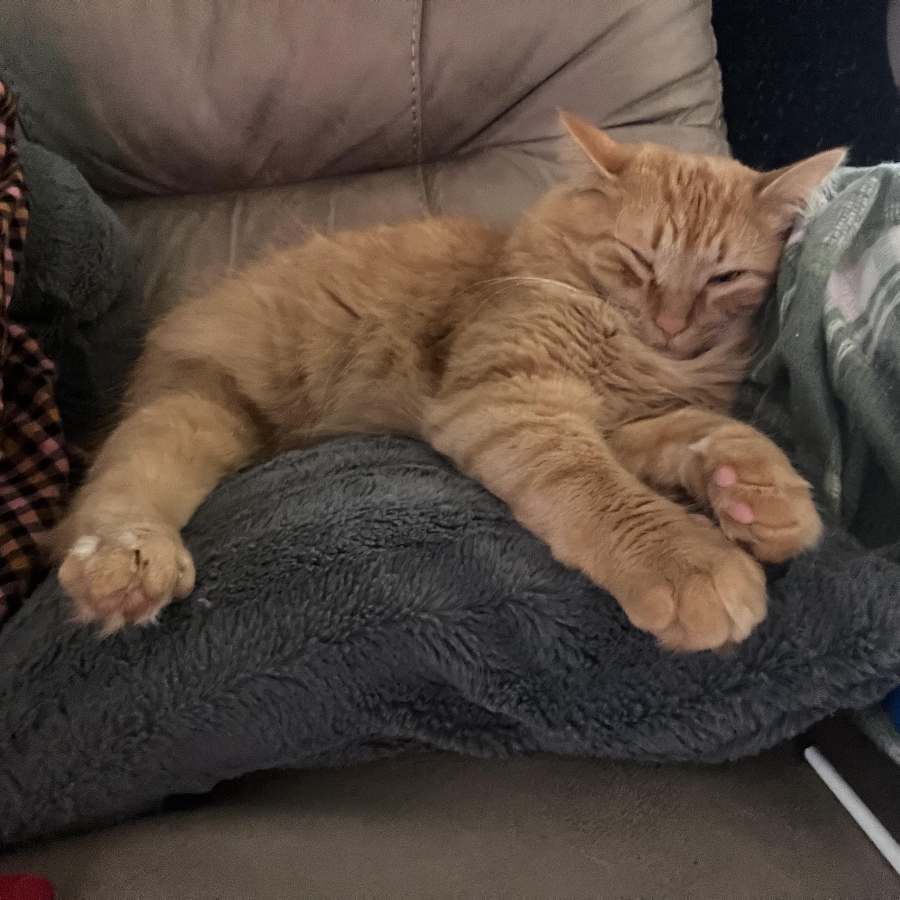 Chester and Rory, a Adoptable Domestic Short Hair in Buffalo, NY image 4/6
