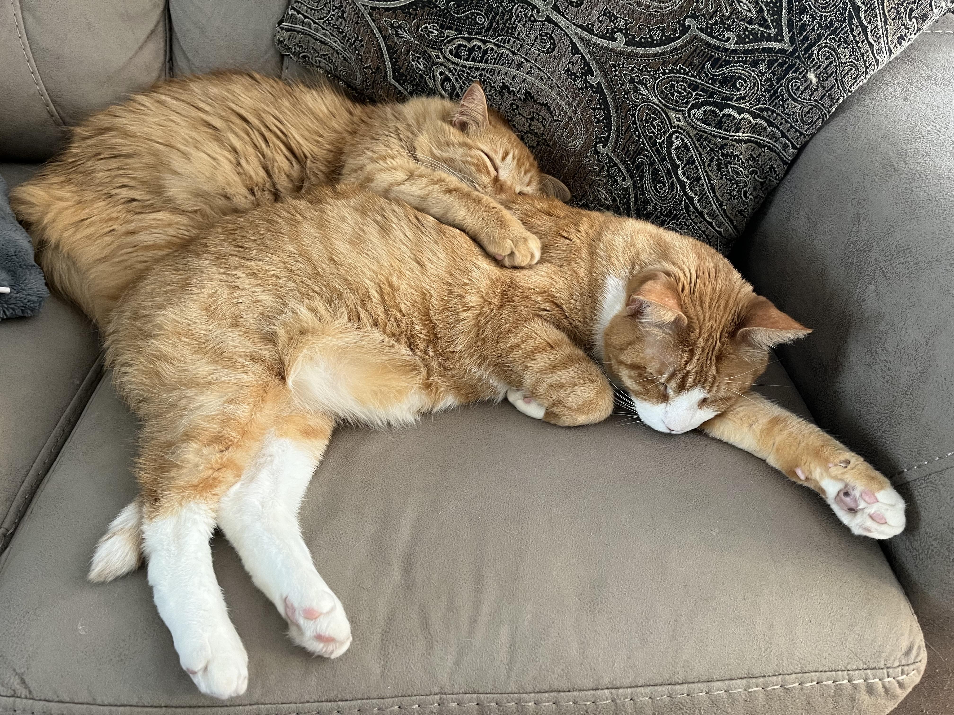 Chester and Rory, a Adoptable Domestic Short Hair in Buffalo, NY image 2/6