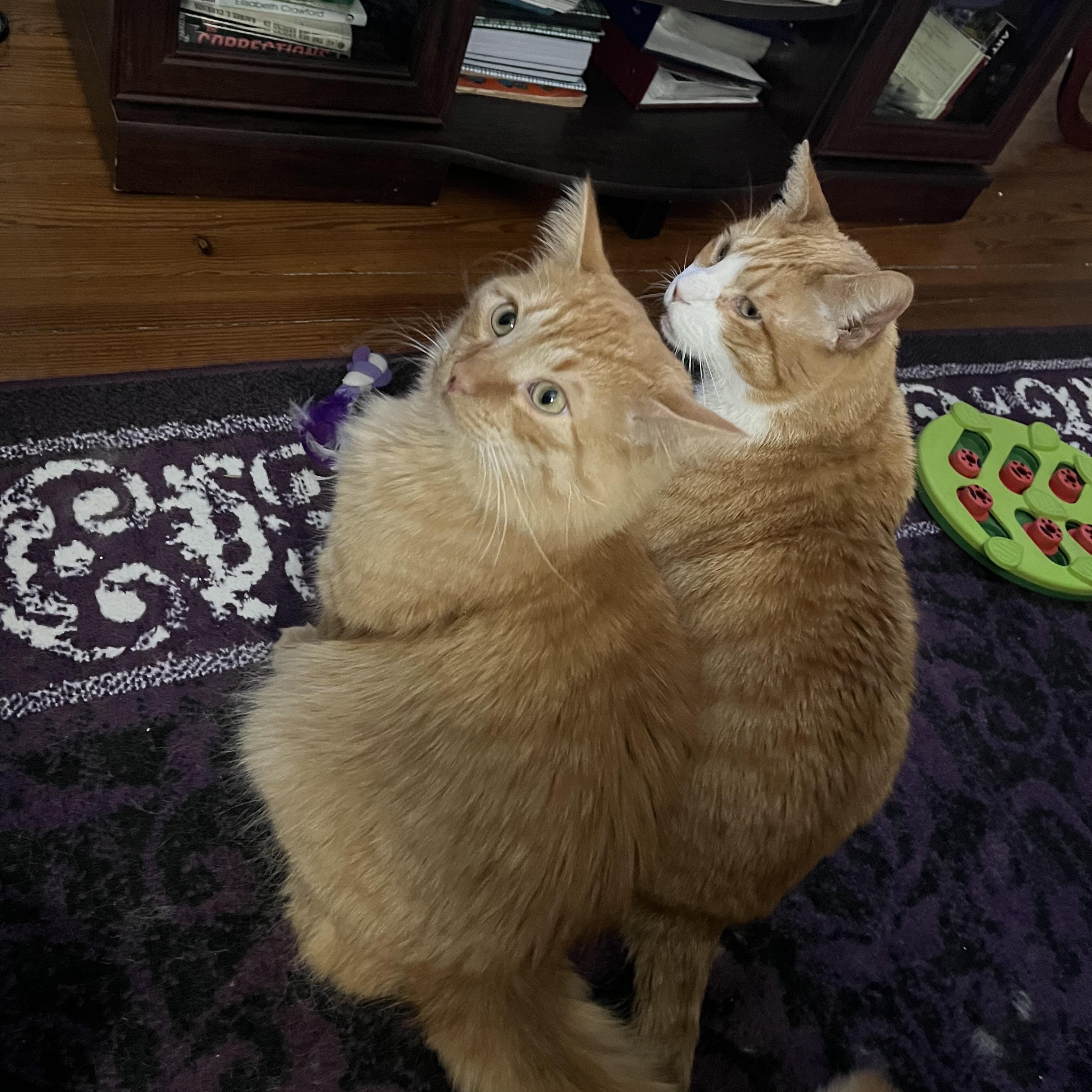 Chester and Rory, a Adoptable Domestic Short Hair in Buffalo, NY image 5/6