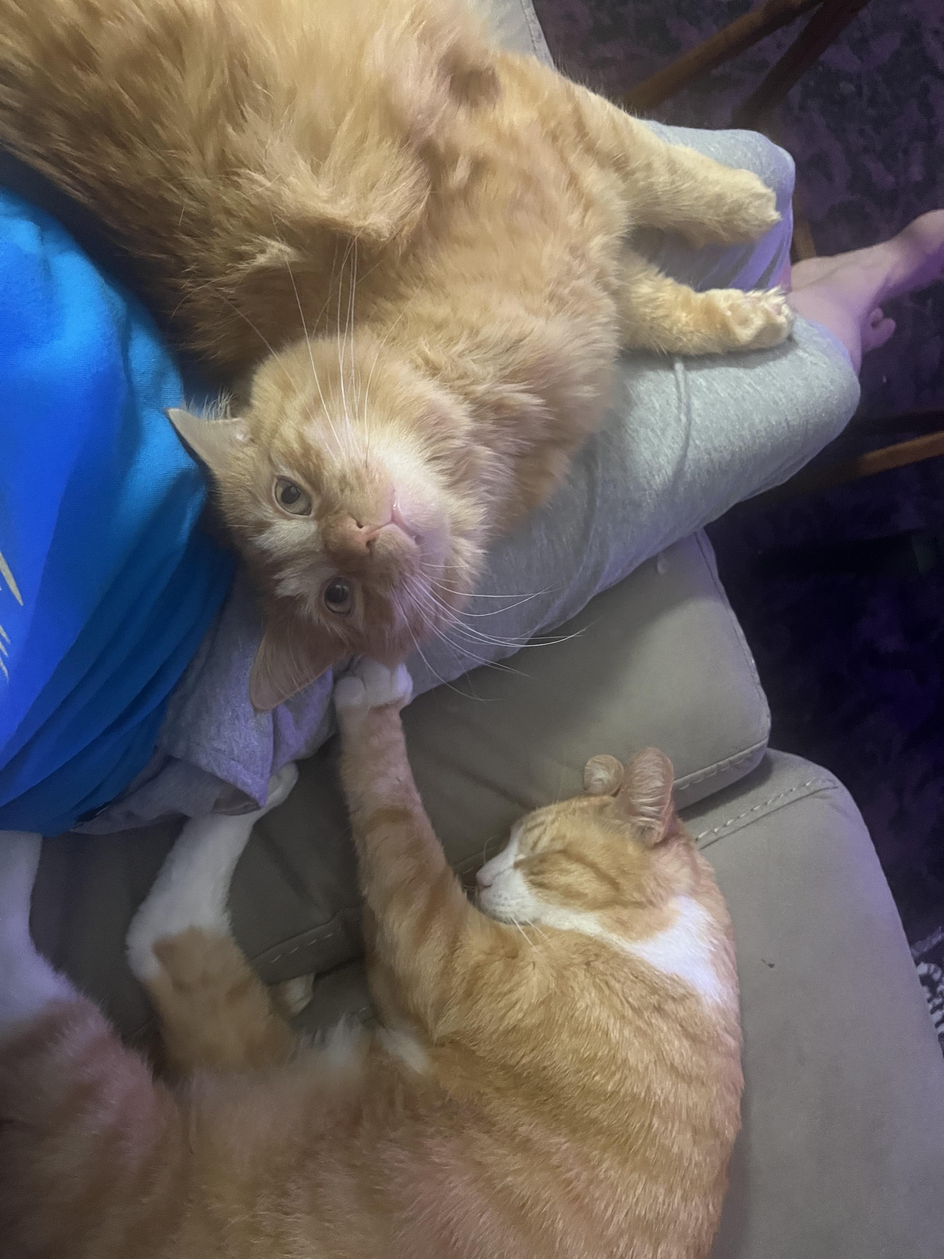 Chester and Rory, a Adoptable Domestic Short Hair in Buffalo, NY image 6/6