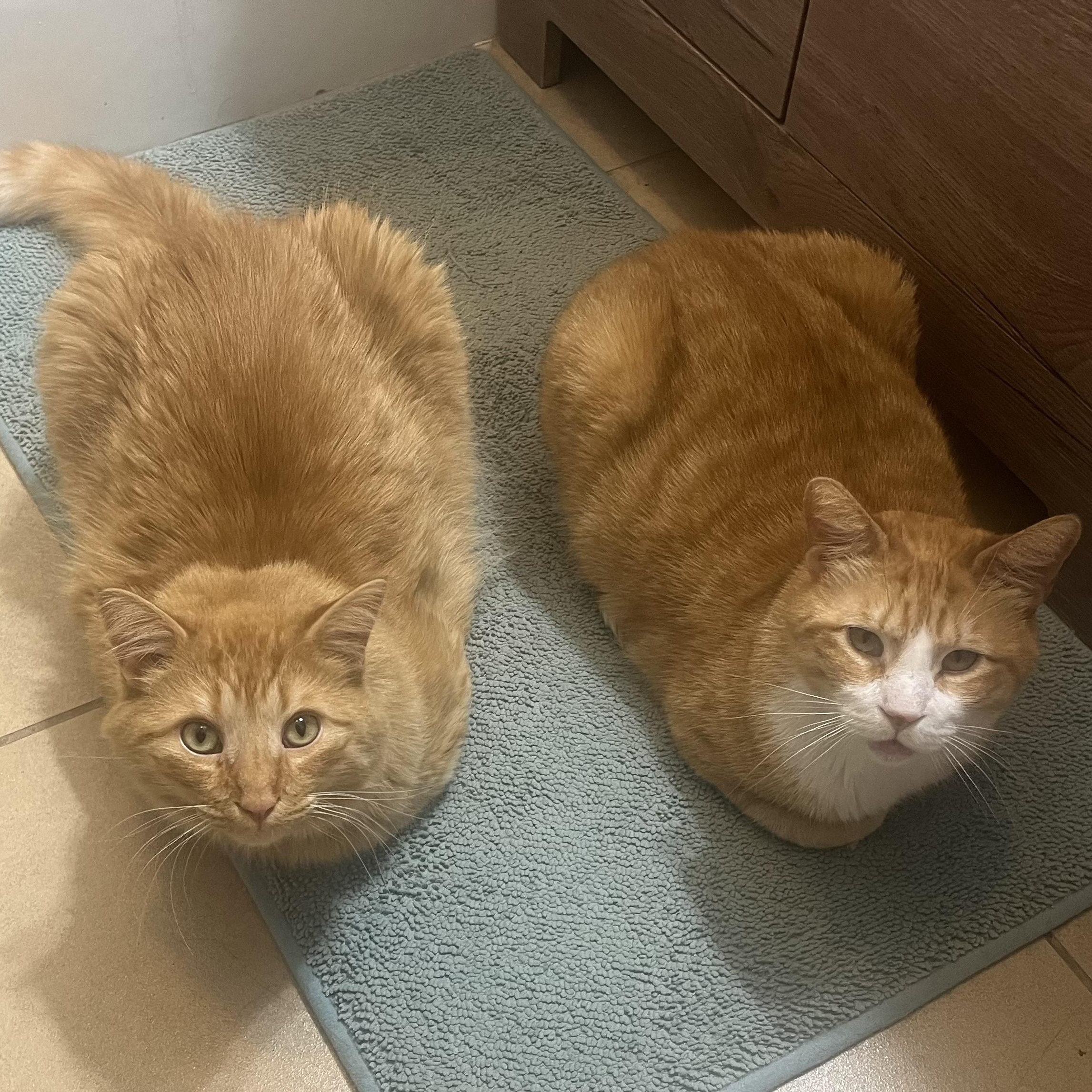 Chester and Rory, Adoptable, Adult Male Domestic Short Hair.