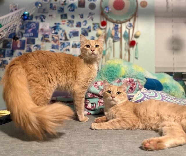 Enlarge Copy and Paste, an adopted Domestic Medium Hair in Sweetwater, TN image 6/6