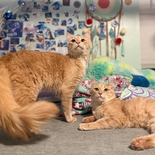 Copy and Paste, adopted, Kitten Male Domestic Medium Hair.