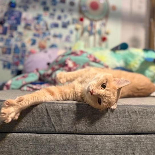 Enlarge Copy and Paste, an adopted Domestic Medium Hair in Sweetwater, TN image 4/6