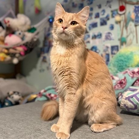 Enlarge Copy and Paste, an adopted Domestic Medium Hair in Sweetwater, TN image 3/6