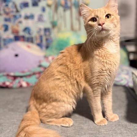 Enlarge Copy and Paste, an adopted Domestic Medium Hair in Sweetwater, TN image 5/6