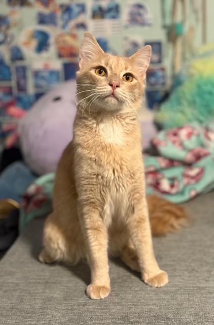 Enlarge Copy and Paste, an adopted Domestic Medium Hair in Sweetwater, TN image 2/6