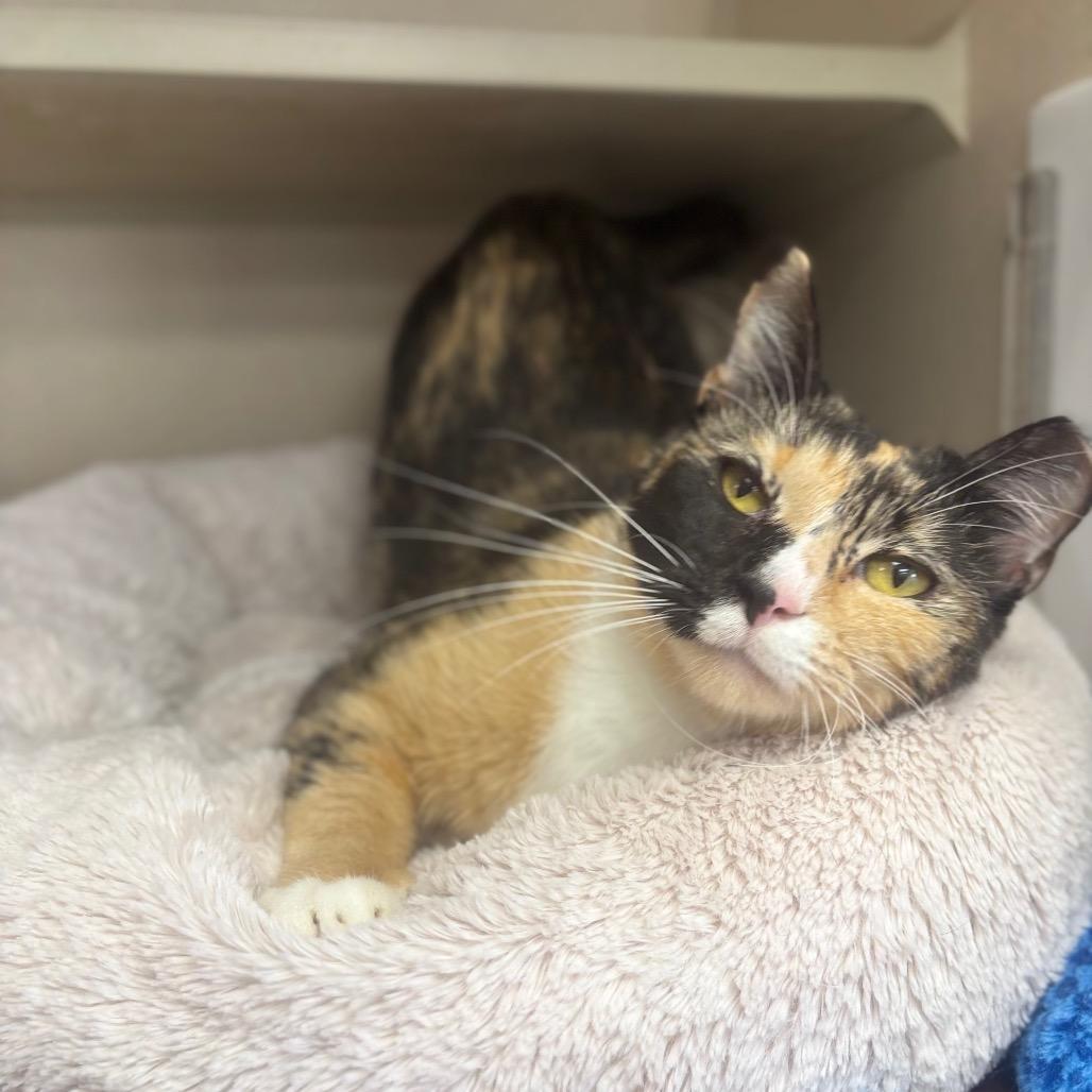 Marjan, Adoptable, Adult Female Domestic Short Hair.