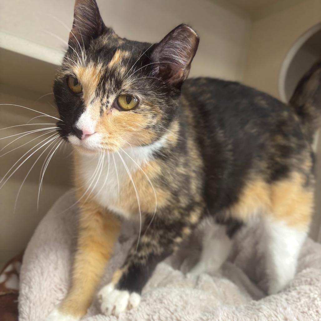 Enlarge Marjan, a Adoptable Domestic Short Hair in Marshalltown, IA image 2/3